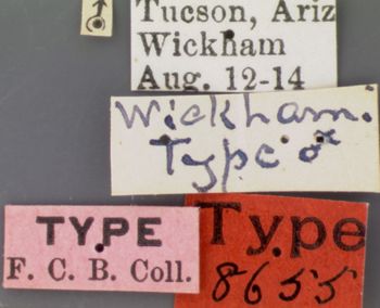 Media type: image; Entomology 8655   Aspect: labels